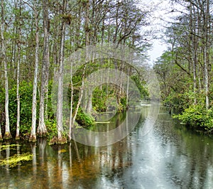 Swamp in Big Cypress National Preserve, Florida, United States