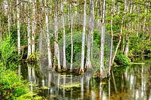 Swamp in Big Cypress National Preserve, Florida, United States