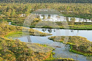 Swamp, birches, pines and blue water. Evening sunlight in bog. Reflection of marsh trees. Fen, lakes, forest.