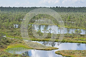 Swamp, birches, pines and blue water. Evening sunlight in bog. Reflection of marsh trees. Fen, lakes, forest. Moor in summer