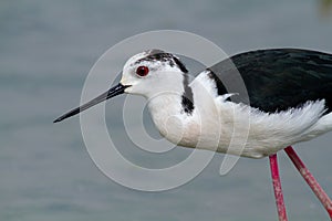 Black wingerd stilt  swamp birds European ponds and lakes