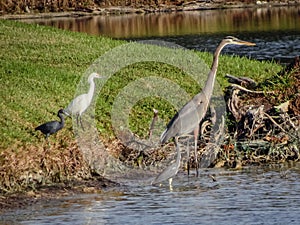 swamp birds hunting