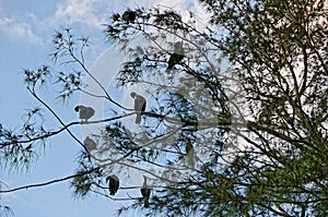 swamp birds nesting on branches