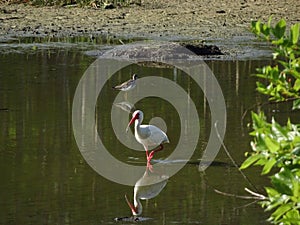 swamp birds wading in the water