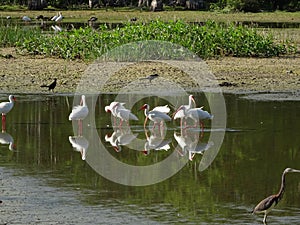 swamp birds wading in the water