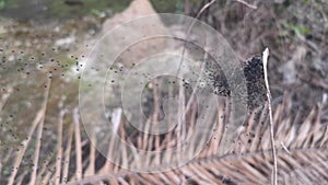 swamp of black baby spiders in the web.