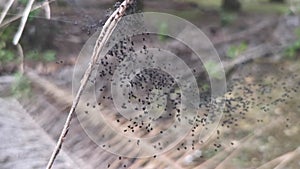 swamp of black baby spiders in the web.