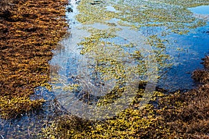 Swamp with blue reflection in Kemeri National park