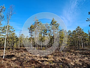 Swamp bluesky nature finishnature suo