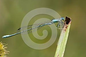 Swamp Bluet, Africallagma glaucum