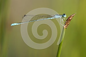 Swamp Bluet, Africallagma glaucum