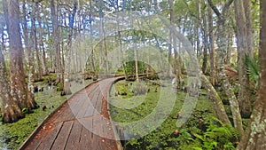 Swamp boardwalk john lafitte nature preserve