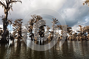 Swamp boat tour in Louisiana photo