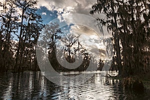 Swamp boat tour in Louisiana photo