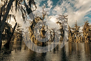 Swamp boat tour in Louisiana photo