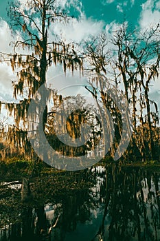 Swamp boat tour in Louisiana photo