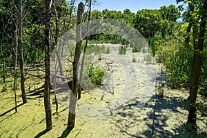 Swamp bog with algae and pond scum, with overgrown tree roots. Taken at Minneopa State Park in Mankato, Minnesota photo