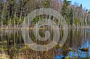 Swamp, bog, marsh, mire, wetland, fen, morass, quagmire, slough, marshland