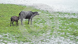 Swamp Buffalo calf feeding in Thale Noi