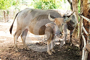 Swamp buffalo in corral. Animal for help work in rice field.