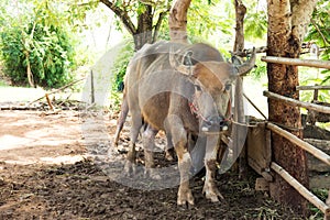 Swamp buffalo in corral. Animal for help work in rice field.