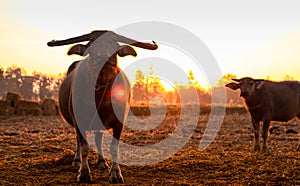 Swamp buffalo at a harvested rice field in Thailand. Buffalo mother and son stand at rice farm in the morning with sunlight.