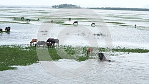 Swamp Buffalo in Thale Noi