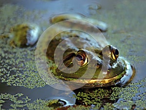 Swamp Bullfrog