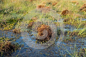 Swamp bumps with gleams of water, close-up