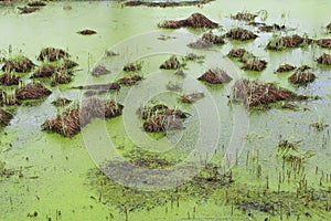 Swamp with bumps, grass and green mud. Duckweed on the surface of the water. Overgrown pond. Carrots with frogs