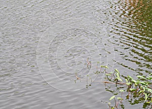 Swamp cabbage white stem, Water morning glory