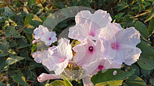 Swamp cabbge, Swamp cabbage white stem, Water morning glory, Ipomoea aquatica Forsk.