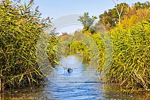 Swamp Canal