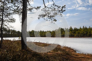 A swamp covered with melting ice in a spring pine forest