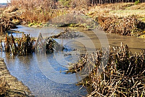 The swamp covered with mud