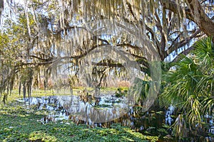 Swamp Covered By The Shade Of An Oak Tree