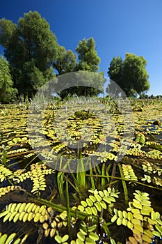 Swamp in Croatia