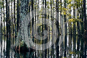 Swamp in Cypress Gardens. A Swamp Forest and Its Calm Reflection