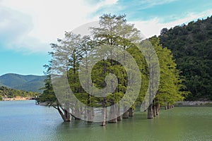 swamp cypress grove in the cypress lake, the sukko river