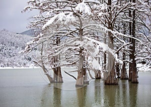 Swamp cypress grove in Sukko Lake in winter