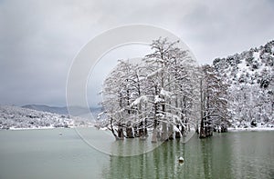 Swamp cypress grove in Sukko Lake in winter