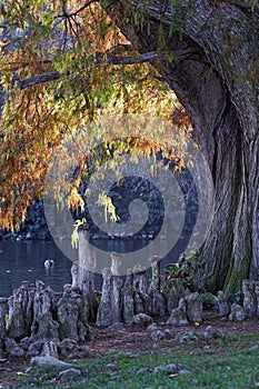 Swamp cypress and his aerial roots in autumn