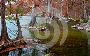 Swamp cypress and other trees with yellow foliage along the riverbank. Texas, Garner State Park, USA