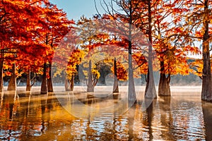 Swamp cypresses on lake, fog and sunshine. Taxodium distichum with red needles in Florida