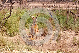 A swamp deer also known as a Barasingha staring towards peacock in the grasslands. Wildlife photography