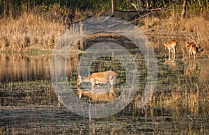 Swamp deer nature in wildlife