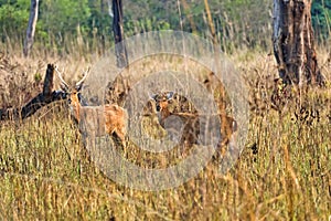 Swamp Deer, Royal Bardia National Park, Nepal