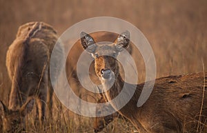 Swamp deer in wild.