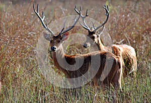 Swamp deers