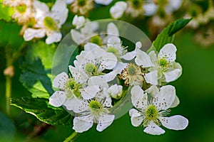 Swamp Dewberry - Rubus hispidus photo